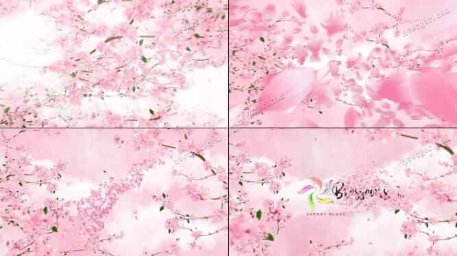 斑斓的粉色樱花logo提醒收场AE模板9631,斑斓,斑斓的,丽的,的粉,粉色