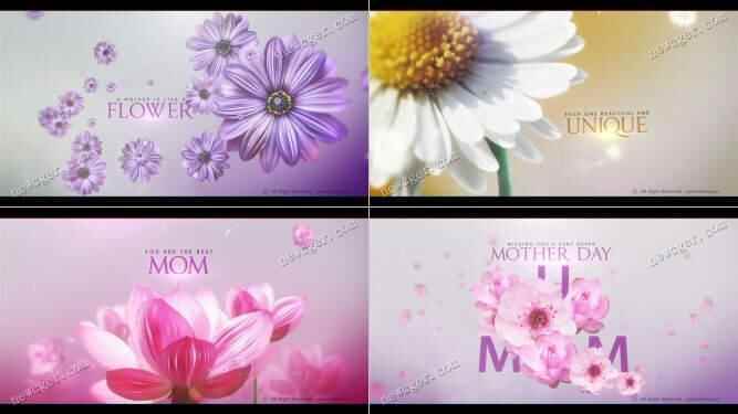 女人如花，母亲节或妇女节的美妙祝愿收场AE模板2325,女人,女人如花,如花,母亲,母亲节