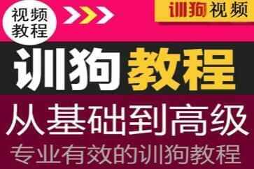 专业训狗视频教程，从低级根底到初级训狗教程视频1778,专业,训狗,视频,视频教程,教程