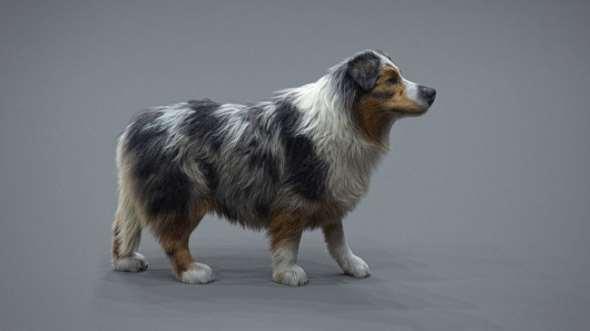 狗实在毛收建造Maya教程 Realistic Dog Grooming for Production with XGen with Jordan Soler501,实在,毛收,建造,maya,maya教程