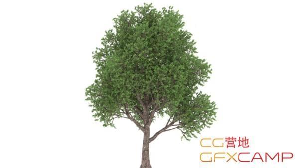 C4D Forester插件建造树木发展树叶飞舞教程 Creating a Tree From Scratch2407,c4d,forester,插件,建造,树木