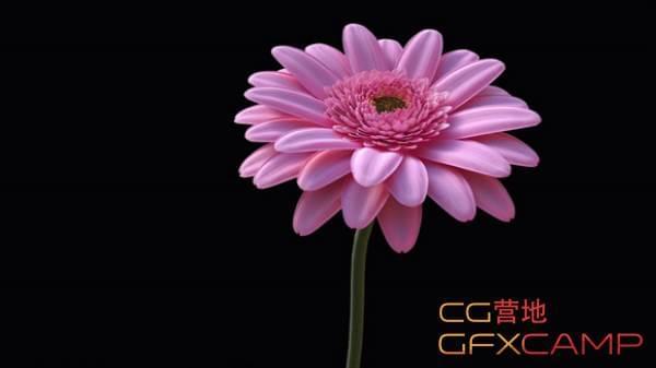 C4D雏菊花朵建模衬着教程 Gerbera Daisy C4D Modeling Tutorial6056,c4d,雏菊,雏菊花,菊花,花朵