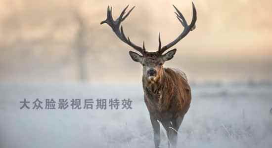 音效-丛林家活泼物雄鹿怒吼叫喊音效 Roaring Stags5021,音效,丛林,林家,家死,家活泼物